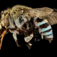 Illustration for article titled Close-Up Bee Portraits Are A Glimpse Into A Gorgeously Weird World